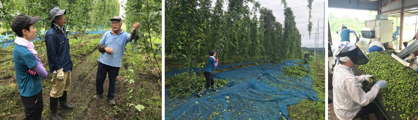 奥入瀬ブルワリースタッフによる視察・収穫の様子